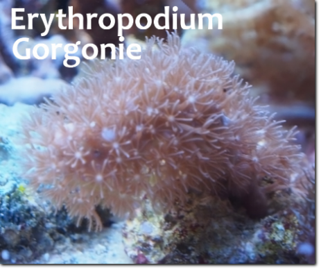 Gorgonie Erythropodium