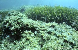 Algen- und Seegrashabitat