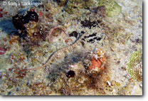 Corythoichthys (Seenadel)