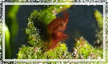 Phycocaris simulans - Hairy Shrimp (Algengarnele)