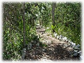 Weg zur Cenote